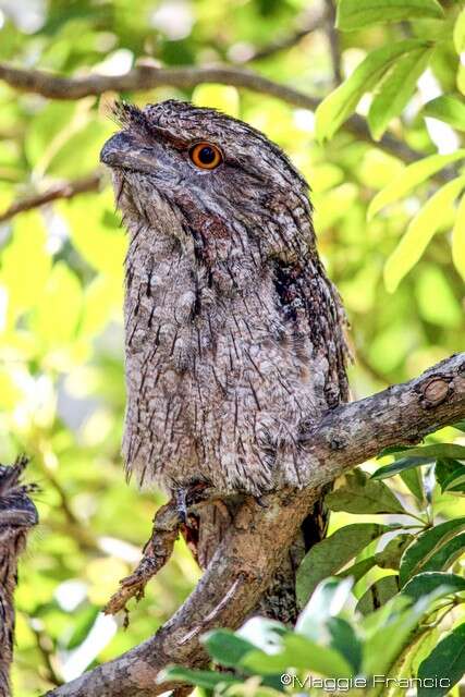 Image of Tawny Frogmouth