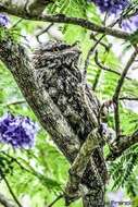 Image of Tawny Frogmouth