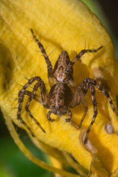 Image of Western Lynx Spider