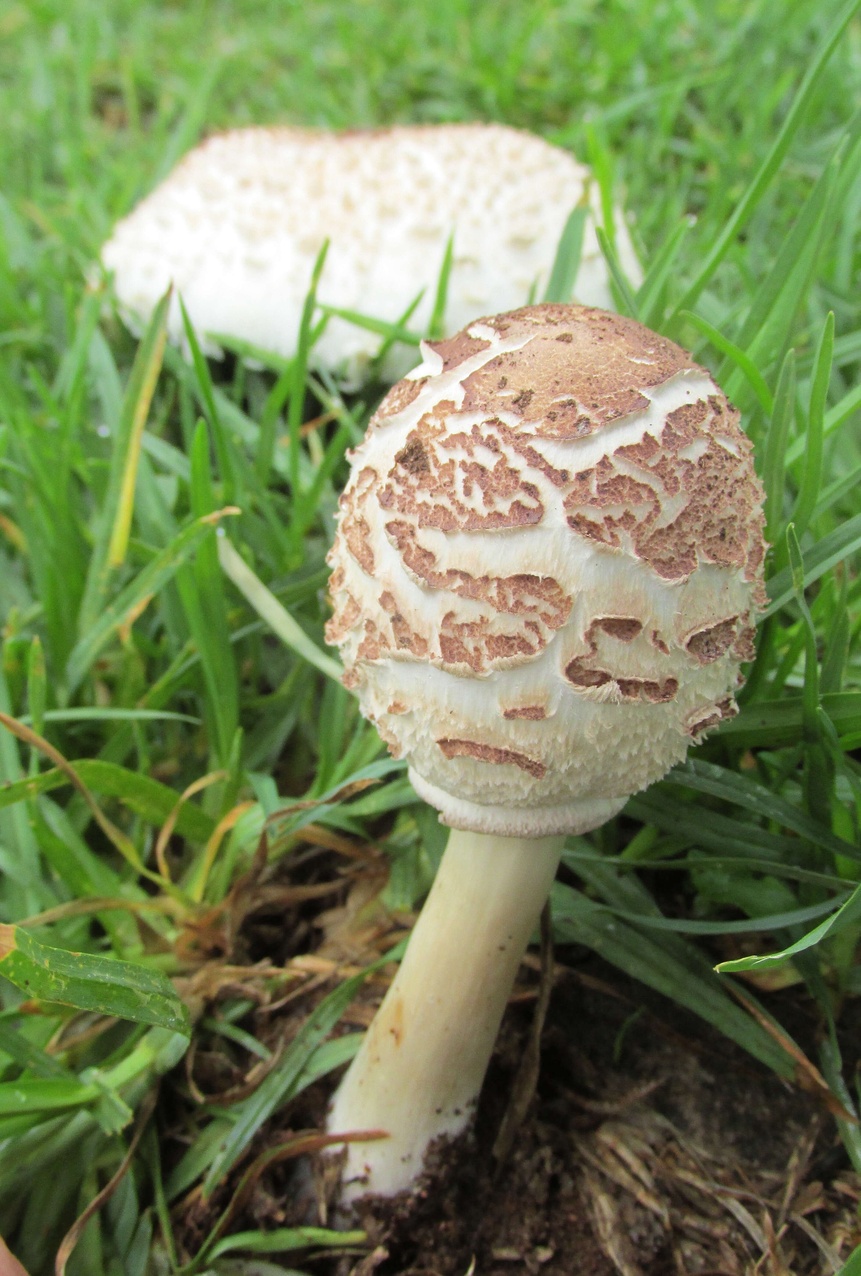 Image of Green-spored parasol