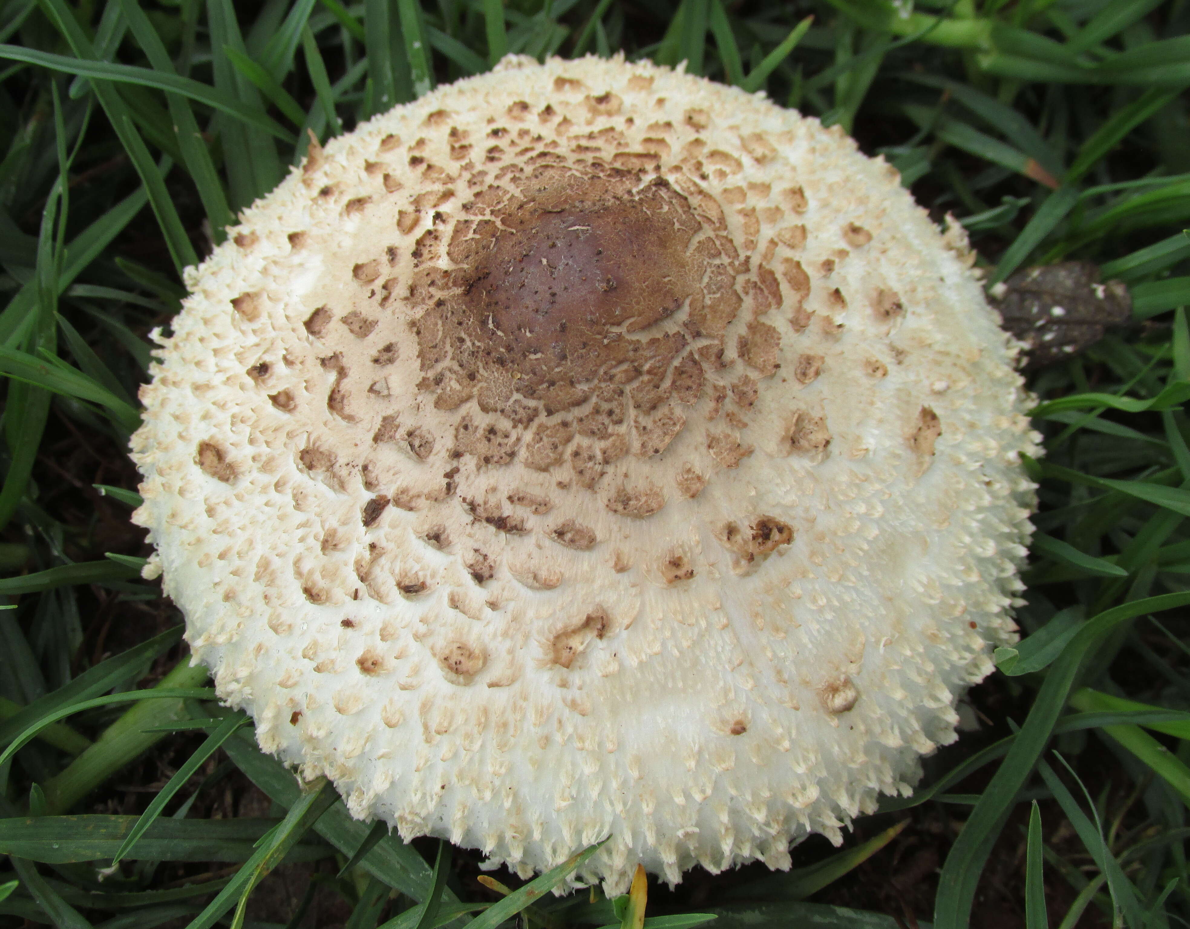 Image of Green-spored parasol