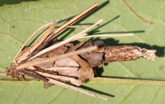 Image de Canephora hirsuta