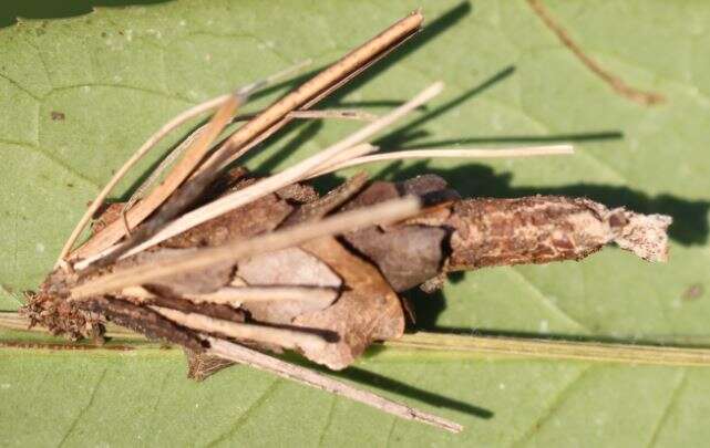 Canephora hirsuta resmi