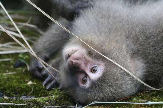 Image of Yakushima Macaque