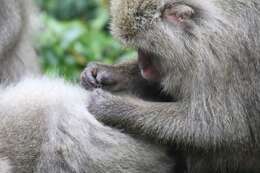 Image of Yakushima Macaque