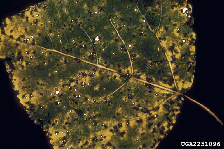 صورة Melampsora medusae Thüm. 1878