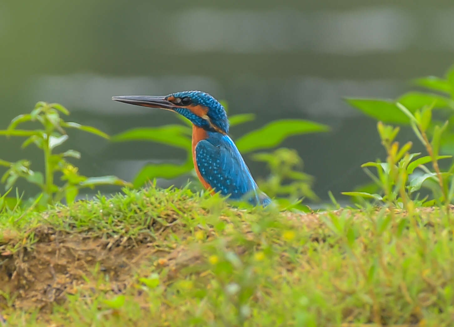 Image of Common Kingfisher