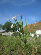 Image of american willowherb