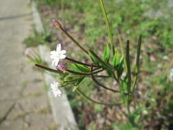 Image of american willowherb