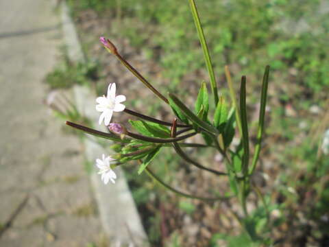 Image of american willowherb