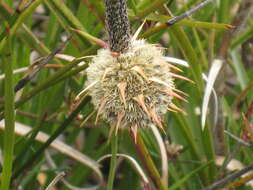 Image of Dasypogon bromeliifolius R. Br.