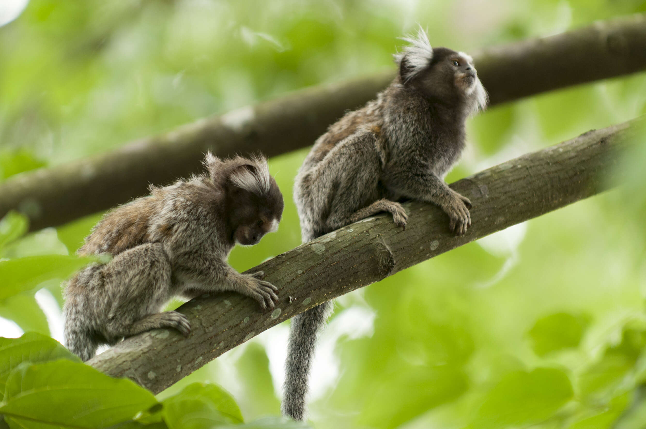 Image de Ouistiti à toupets blancs