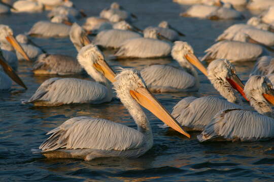 Image of Dalmatian Pelican