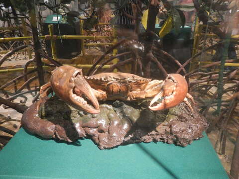 Image of Mud crab