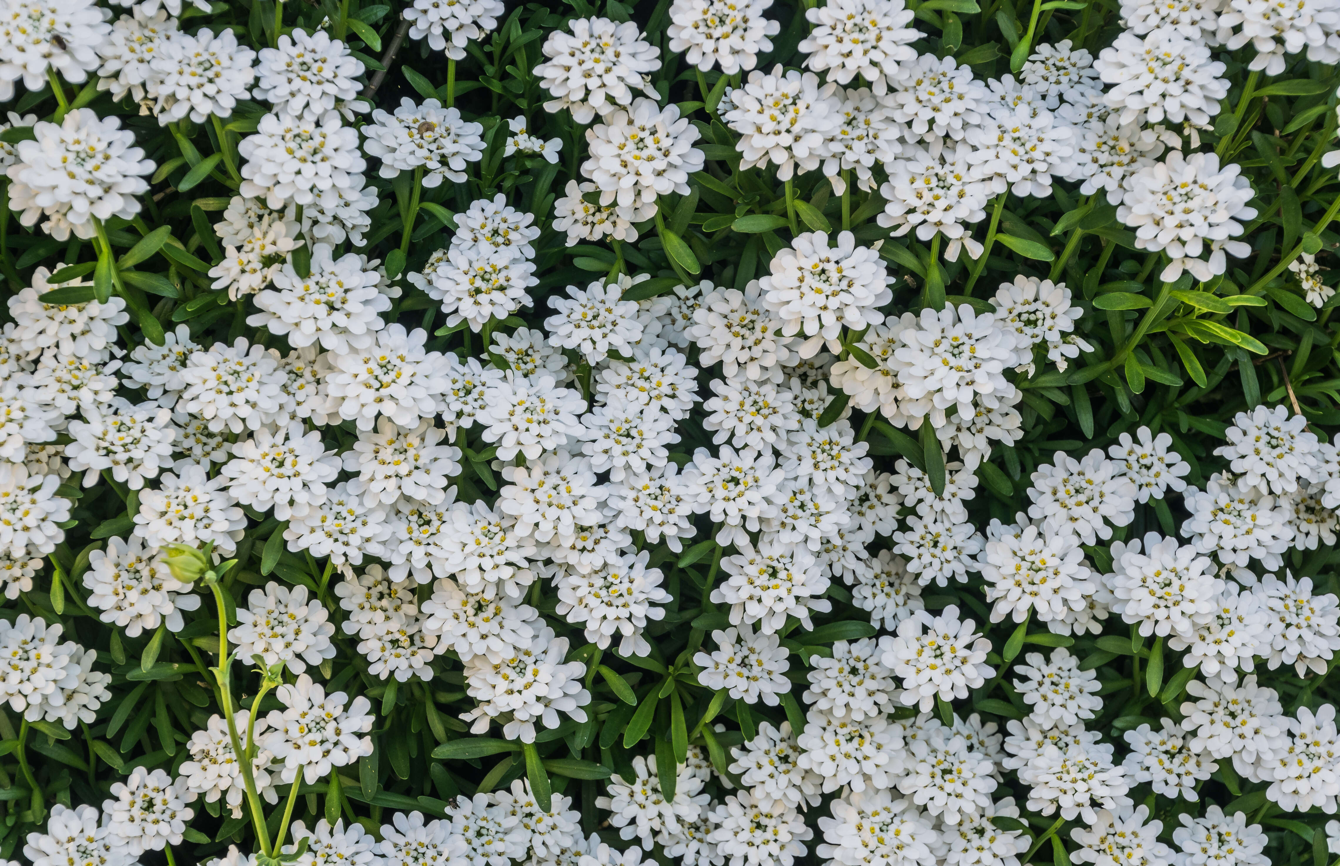 Imagem de Iberis sempervirens L.