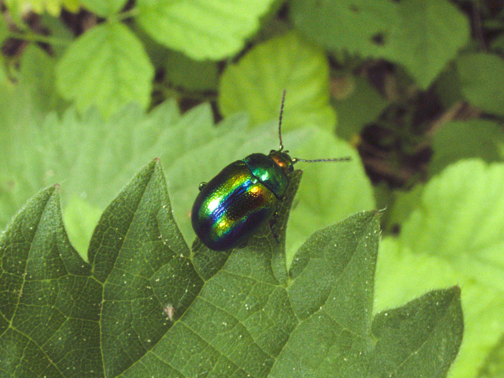 Image of Chrysolina fastuosa