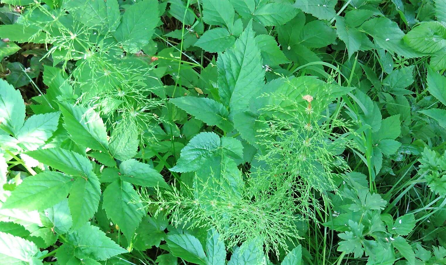 Слика од Equisetum sylvaticum L.