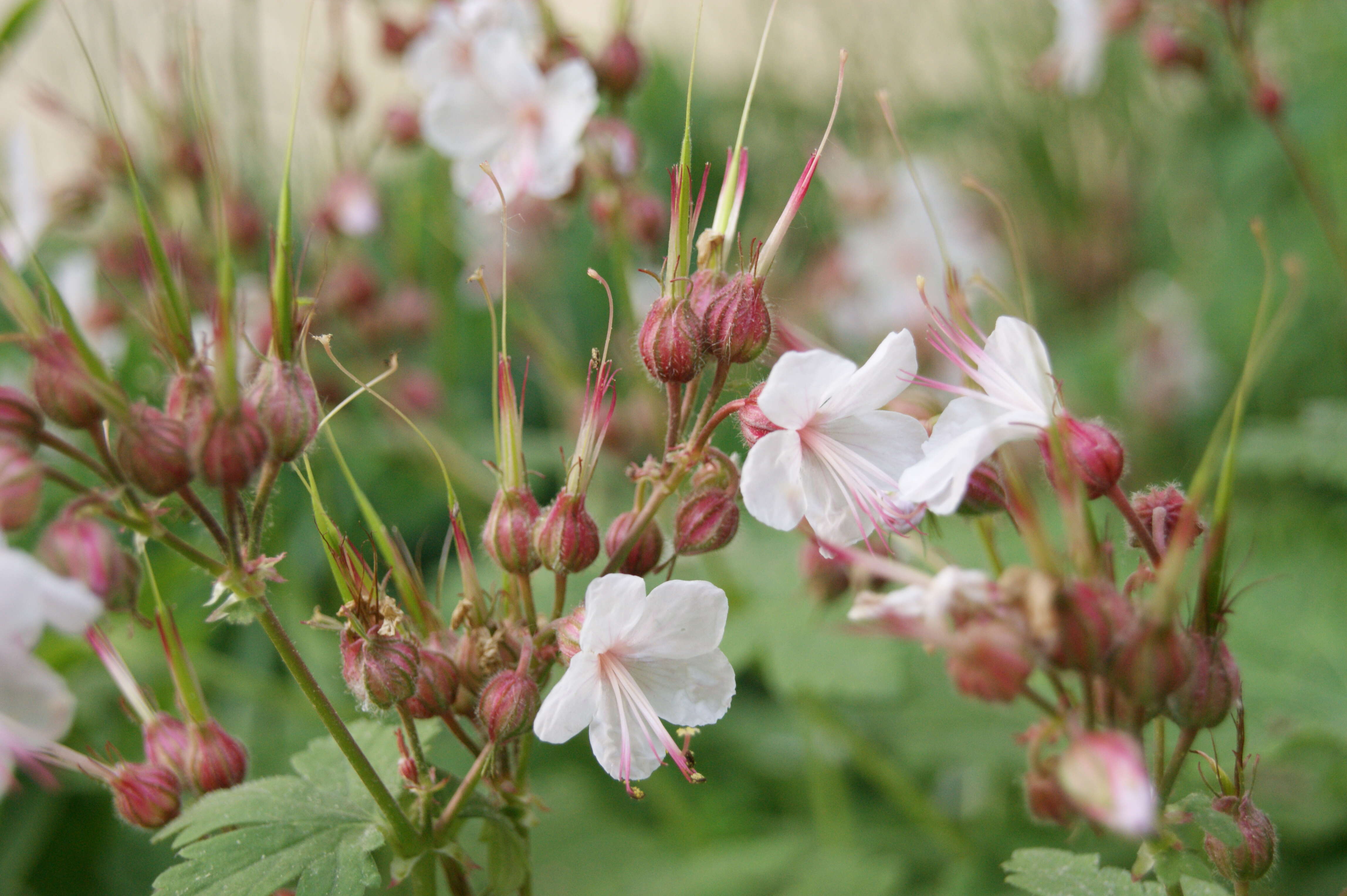 Imagem de Geranium macrorrhizum L.