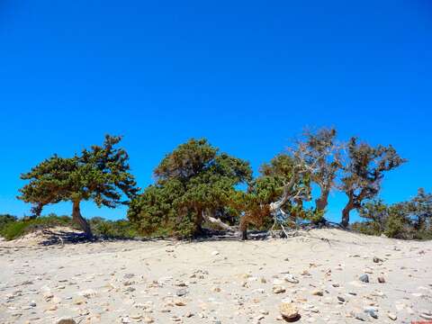 Image of Large-fruited Juniper