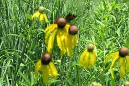 Plancia ëd Ratibida pinnata (Vent.) Barnh.