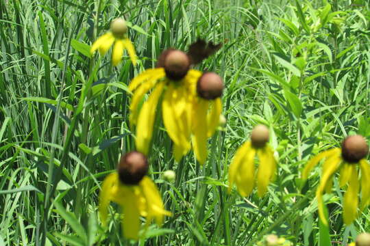 صورة Ratibida pinnata (Vent.) Barnh.