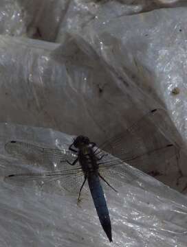 Sivun Orthetrum albistylum (Selys 1848) kuva