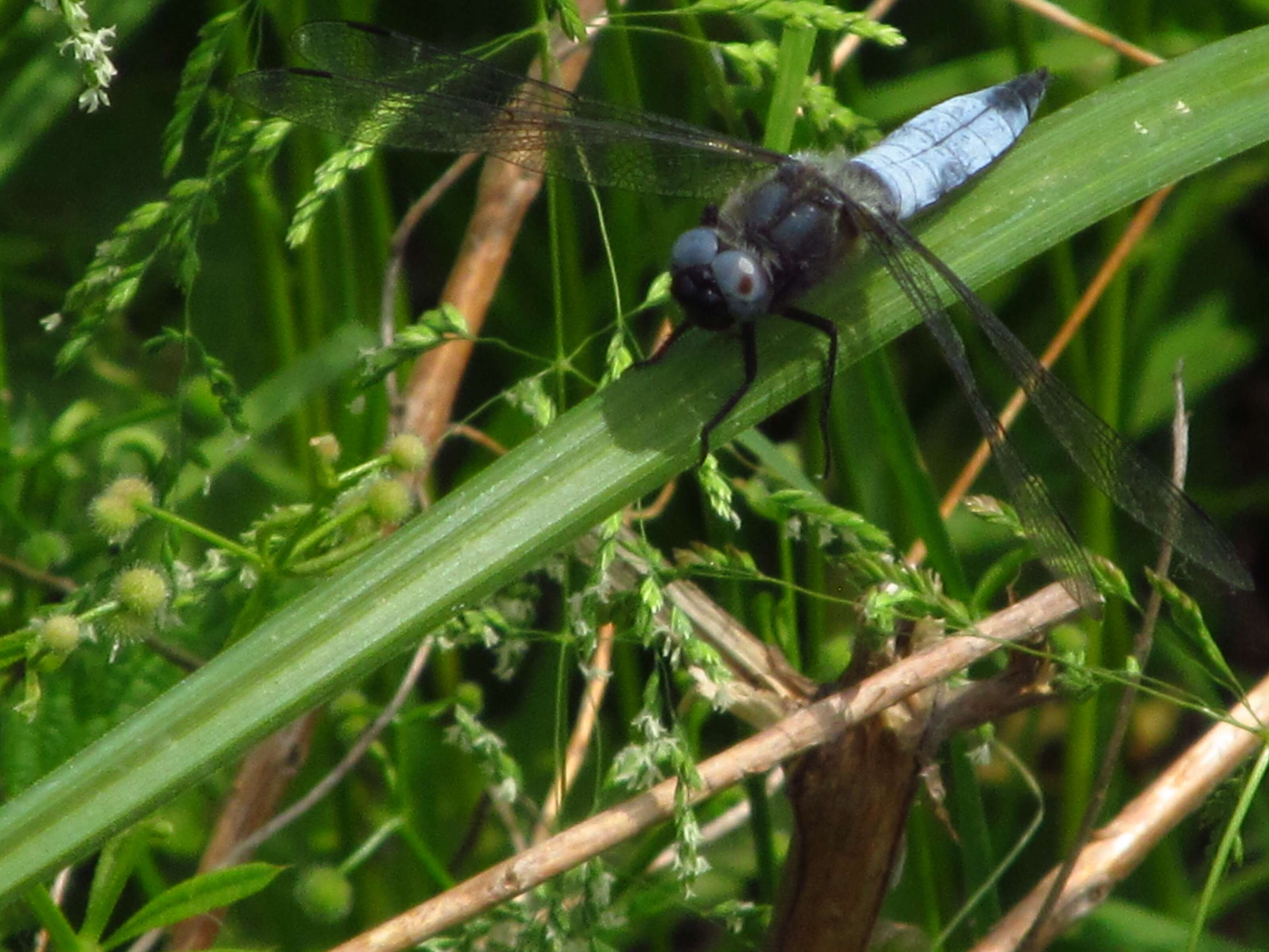 Sivun Orthetrum albistylum (Selys 1848) kuva