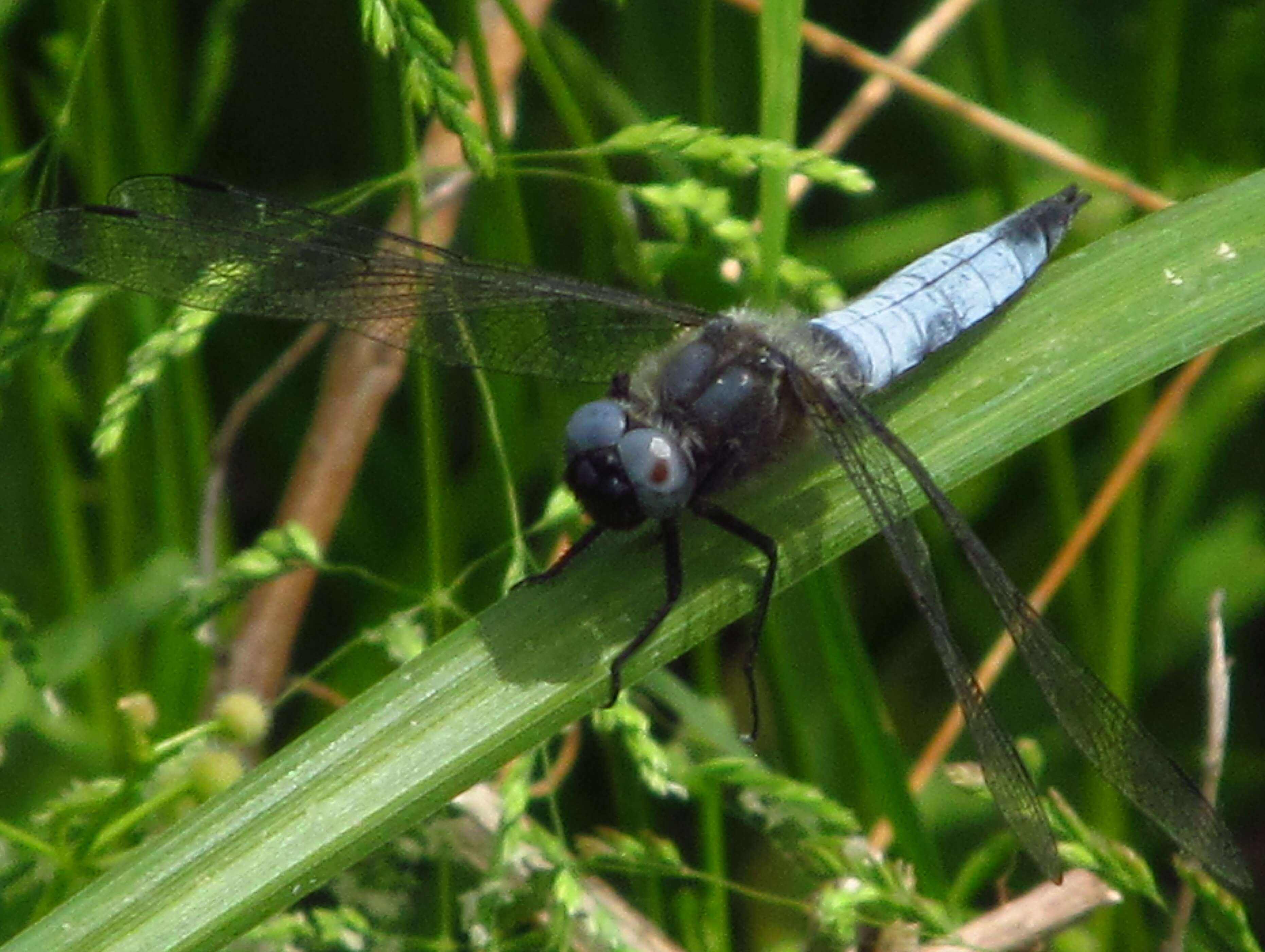 Sivun Orthetrum albistylum (Selys 1848) kuva