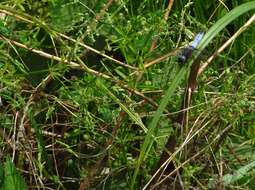 Sivun Orthetrum albistylum (Selys 1848) kuva