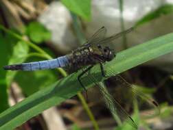 Sivun Orthetrum albistylum (Selys 1848) kuva