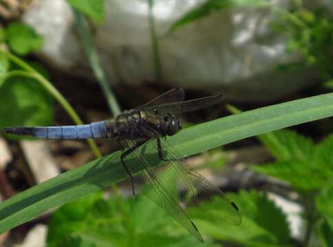 Sivun Orthetrum albistylum (Selys 1848) kuva