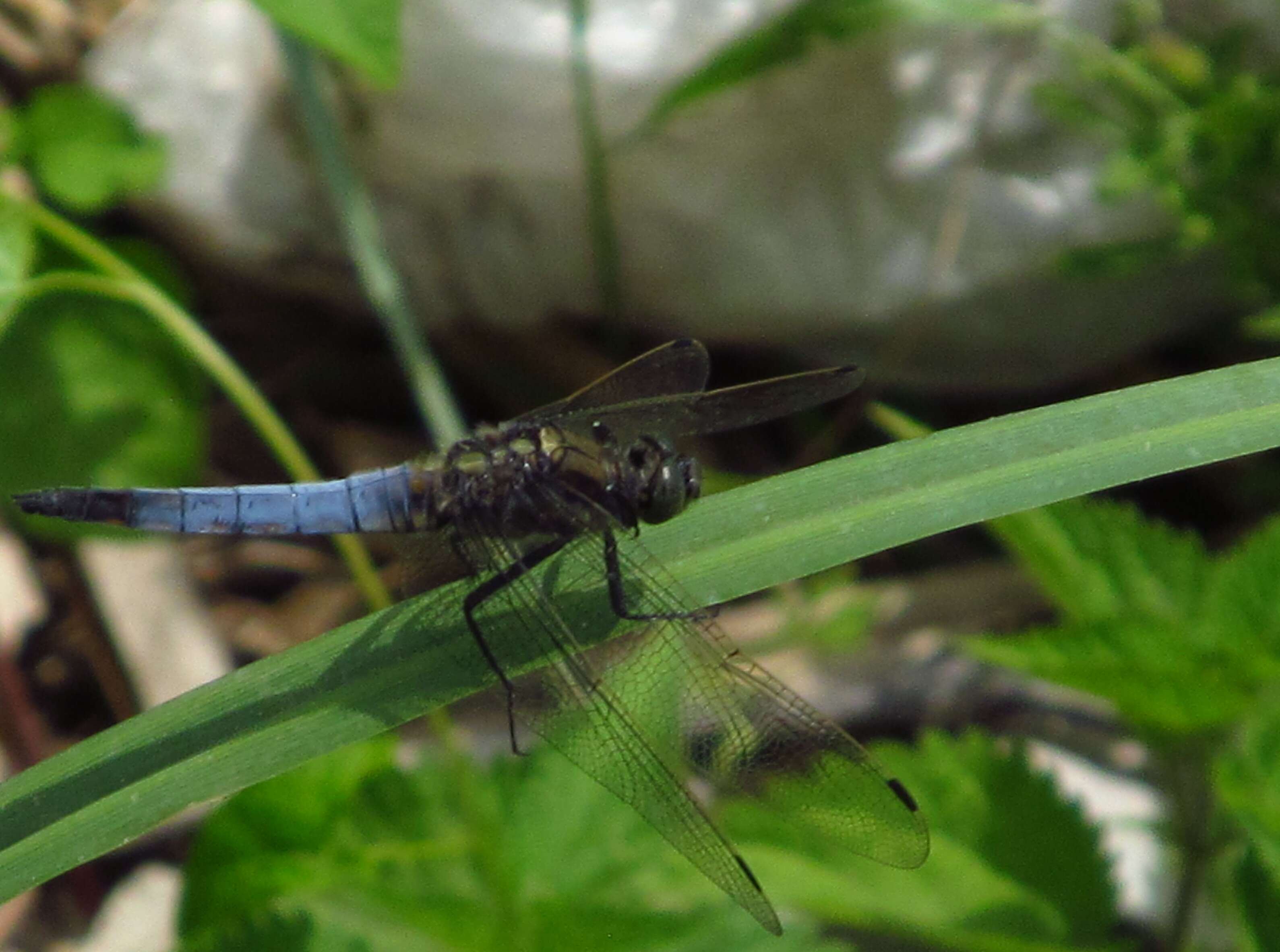 Sivun Orthetrum albistylum (Selys 1848) kuva