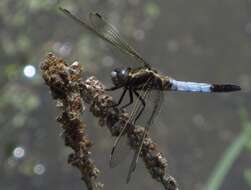 Sivun Orthetrum albistylum (Selys 1848) kuva