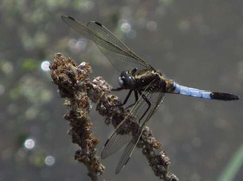 Sivun Orthetrum albistylum (Selys 1848) kuva