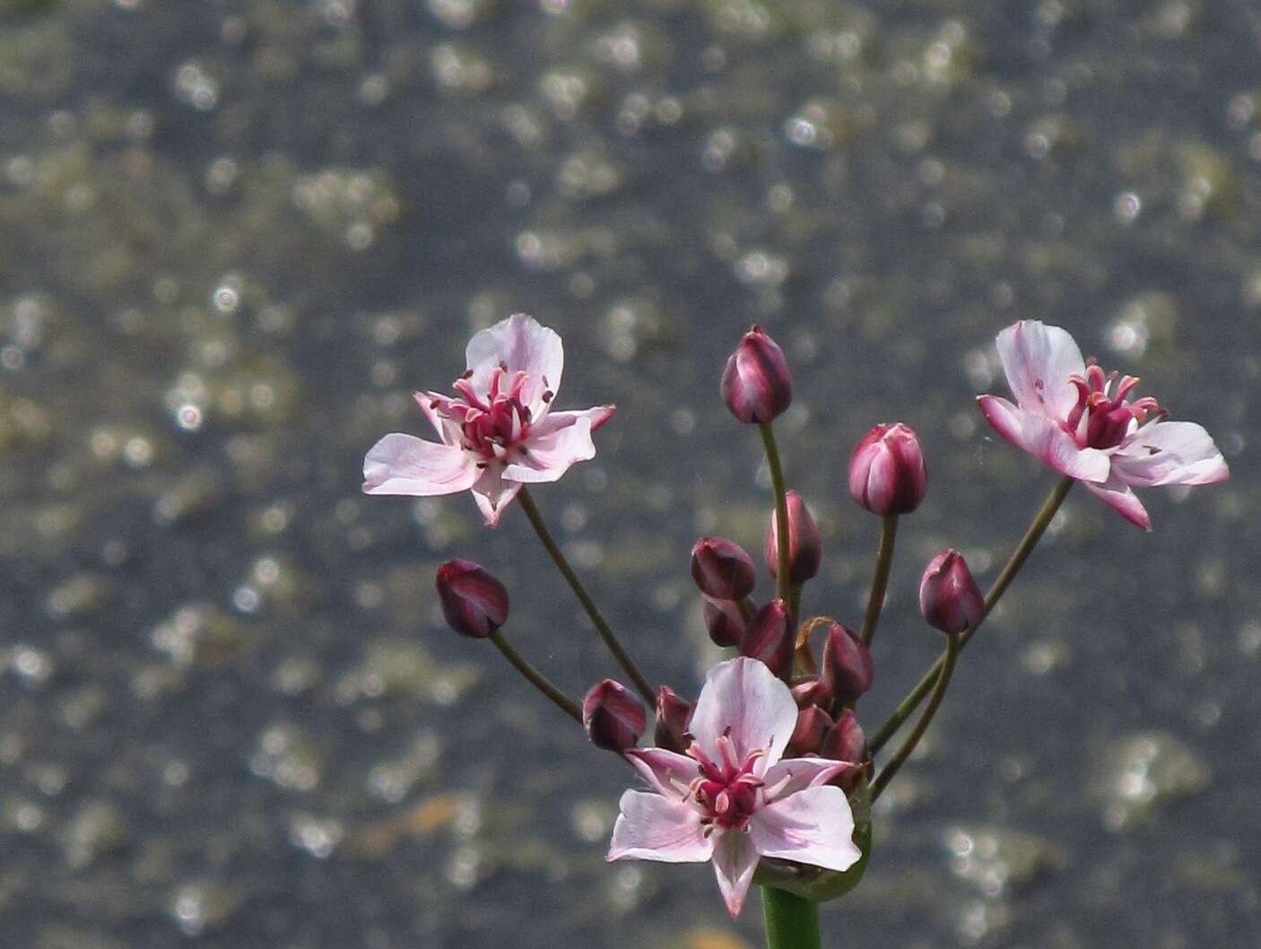 Image of flowering rush family