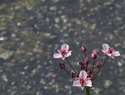 Image of flowering rush family