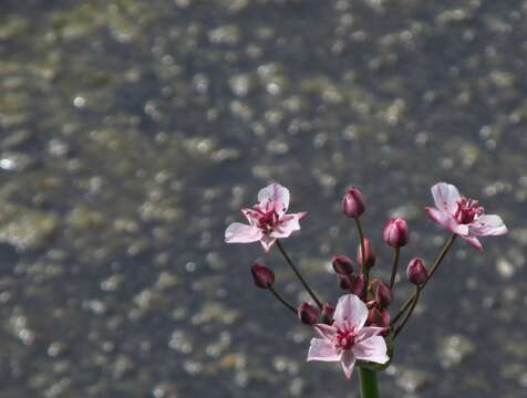 Image of flowering rush family