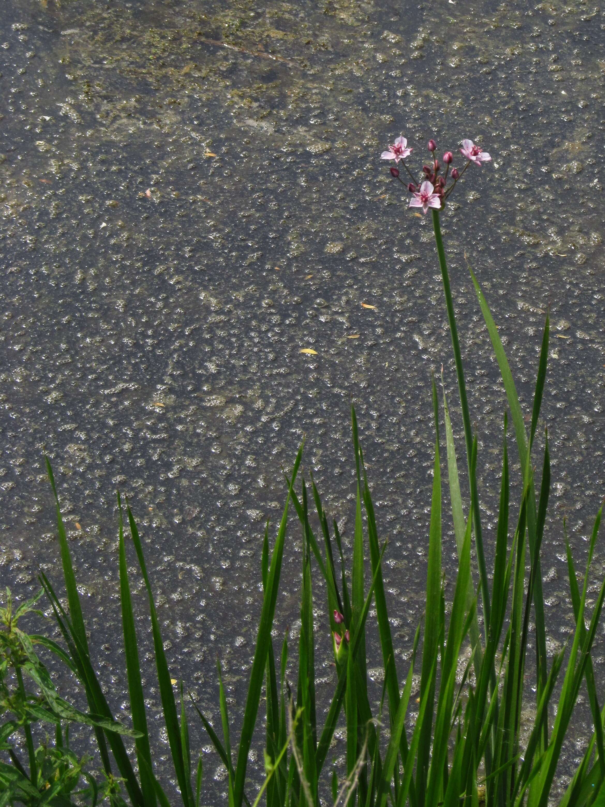 Image of flowering rush family