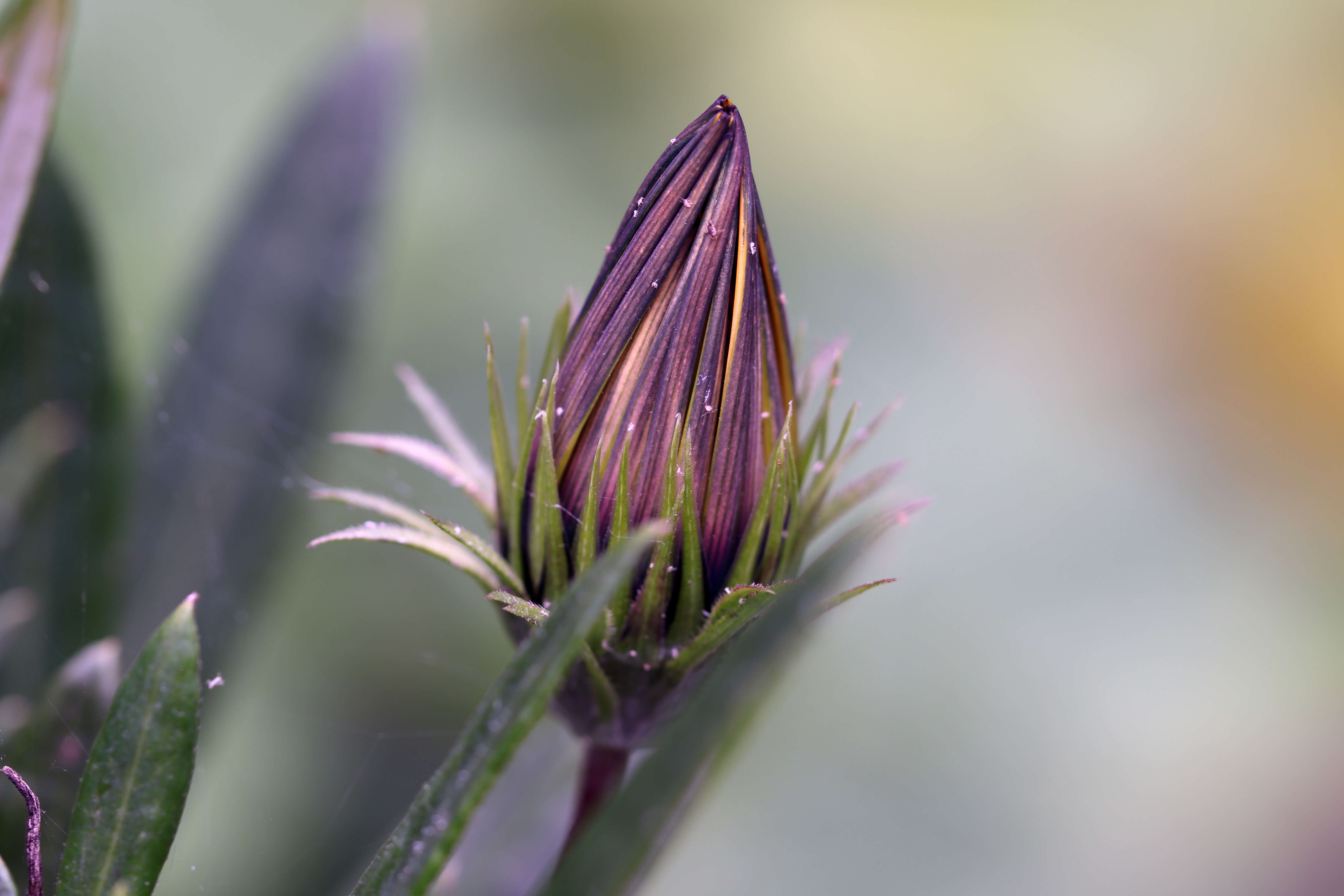 Image of treasure-flower