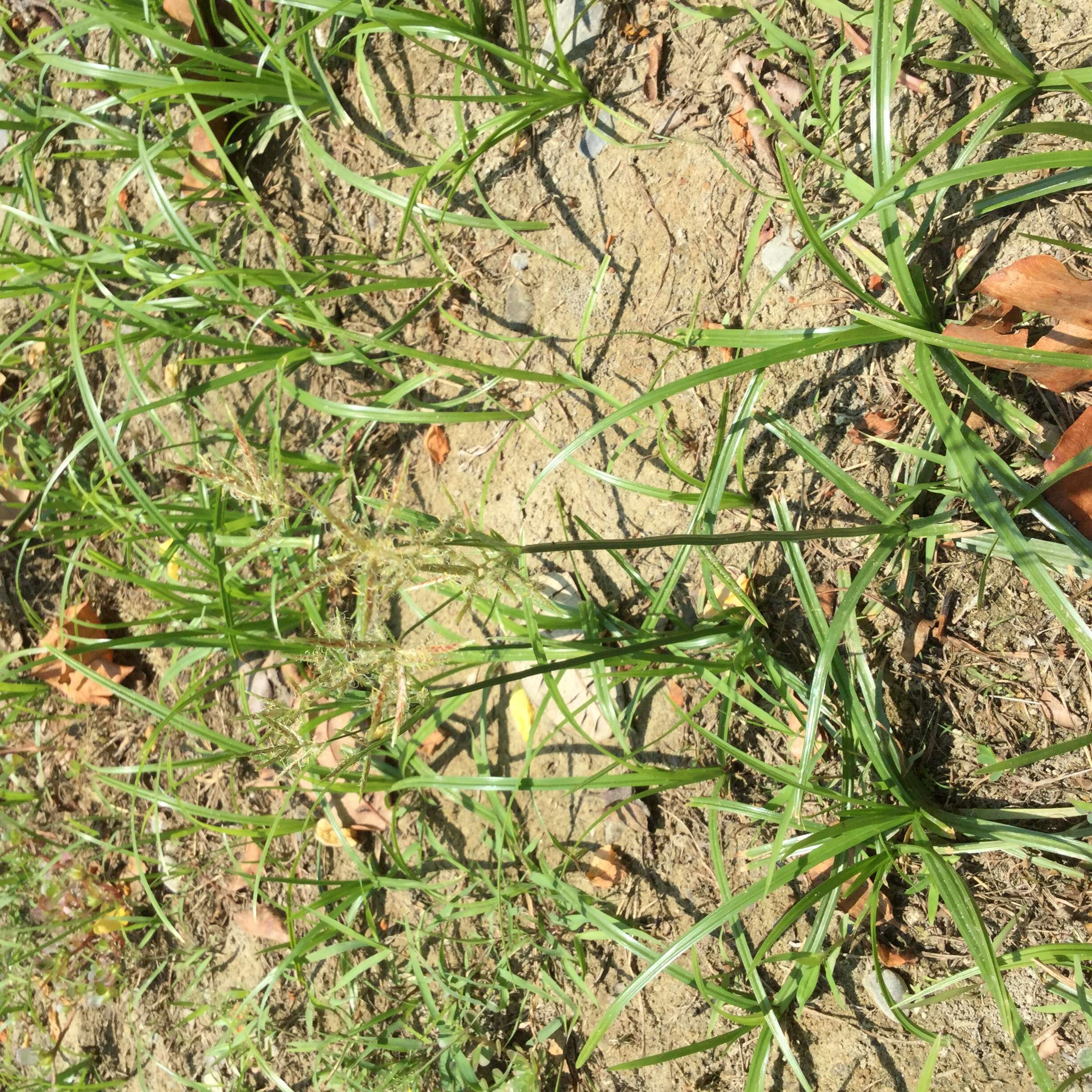 Image of nutgrass