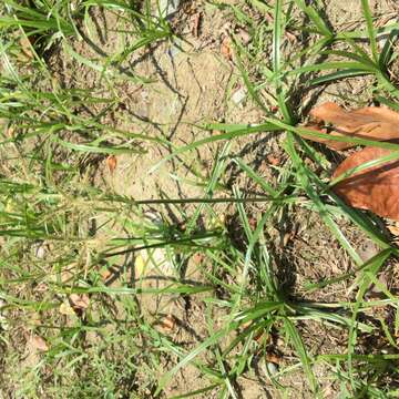 Image of nutgrass
