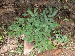 Image of Jerusalem Cherry