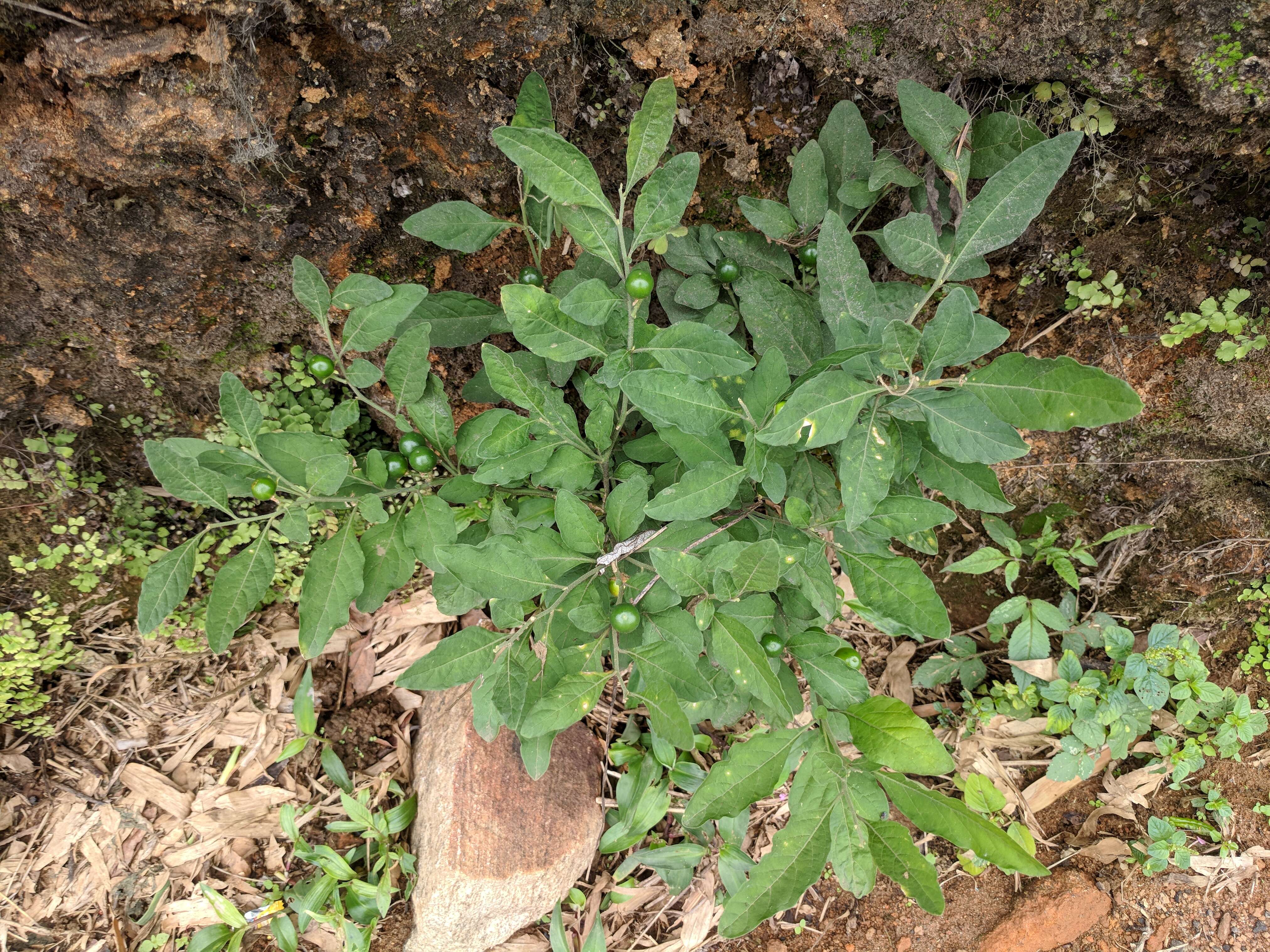 Image of Jerusalem Cherry