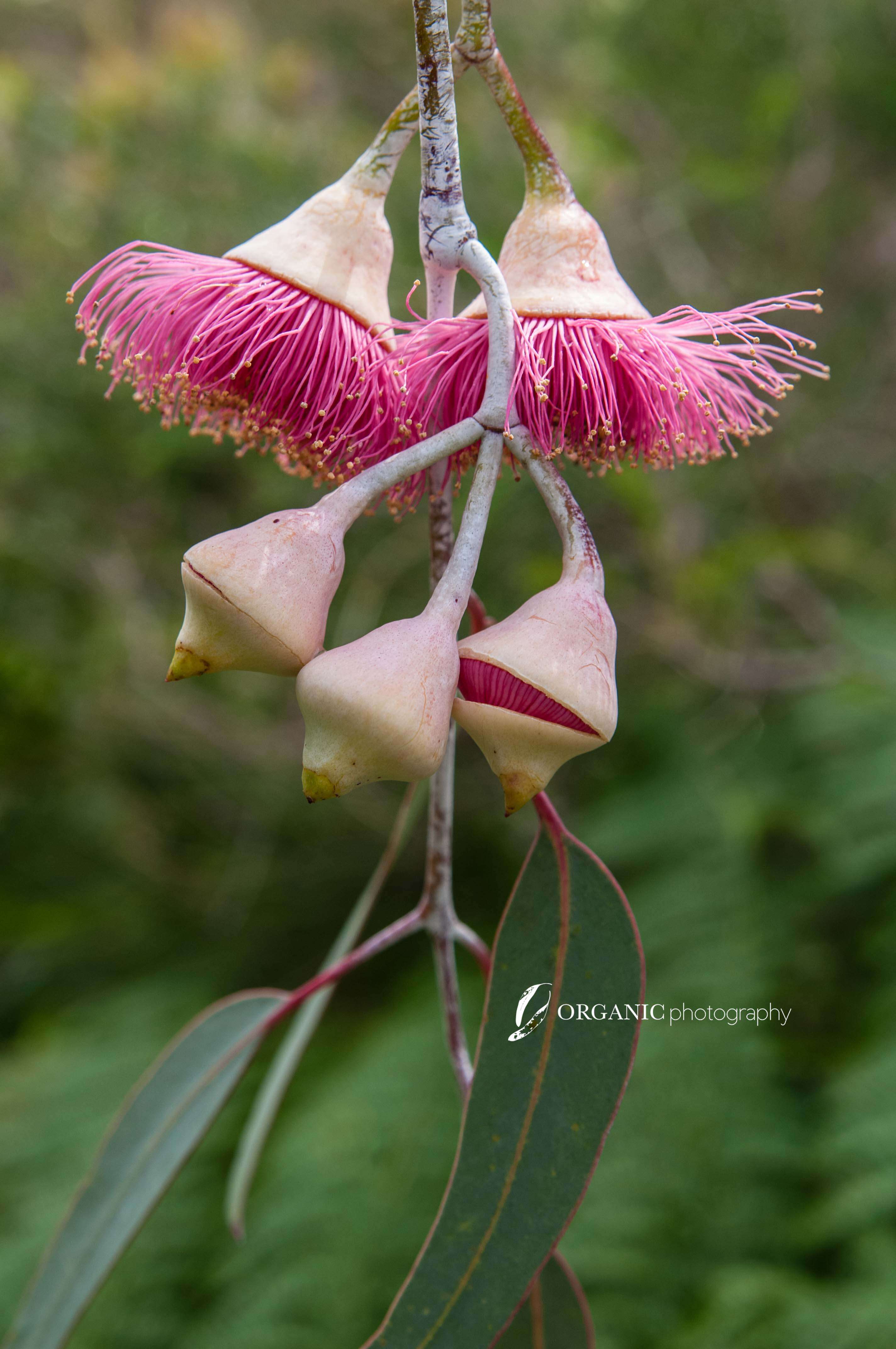 Слика од Eucalyptus caesia Benth.