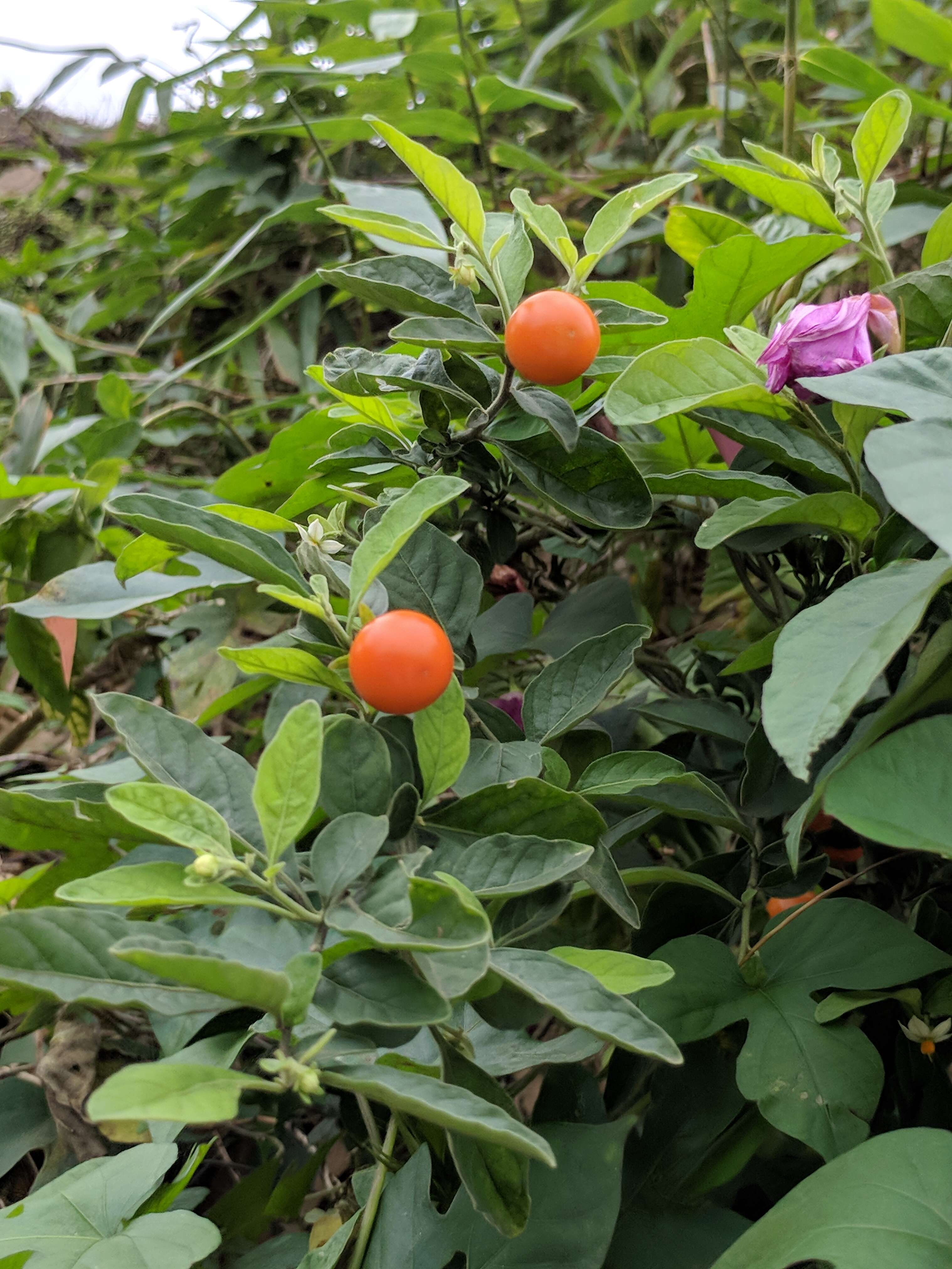 Image of Jerusalem Cherry