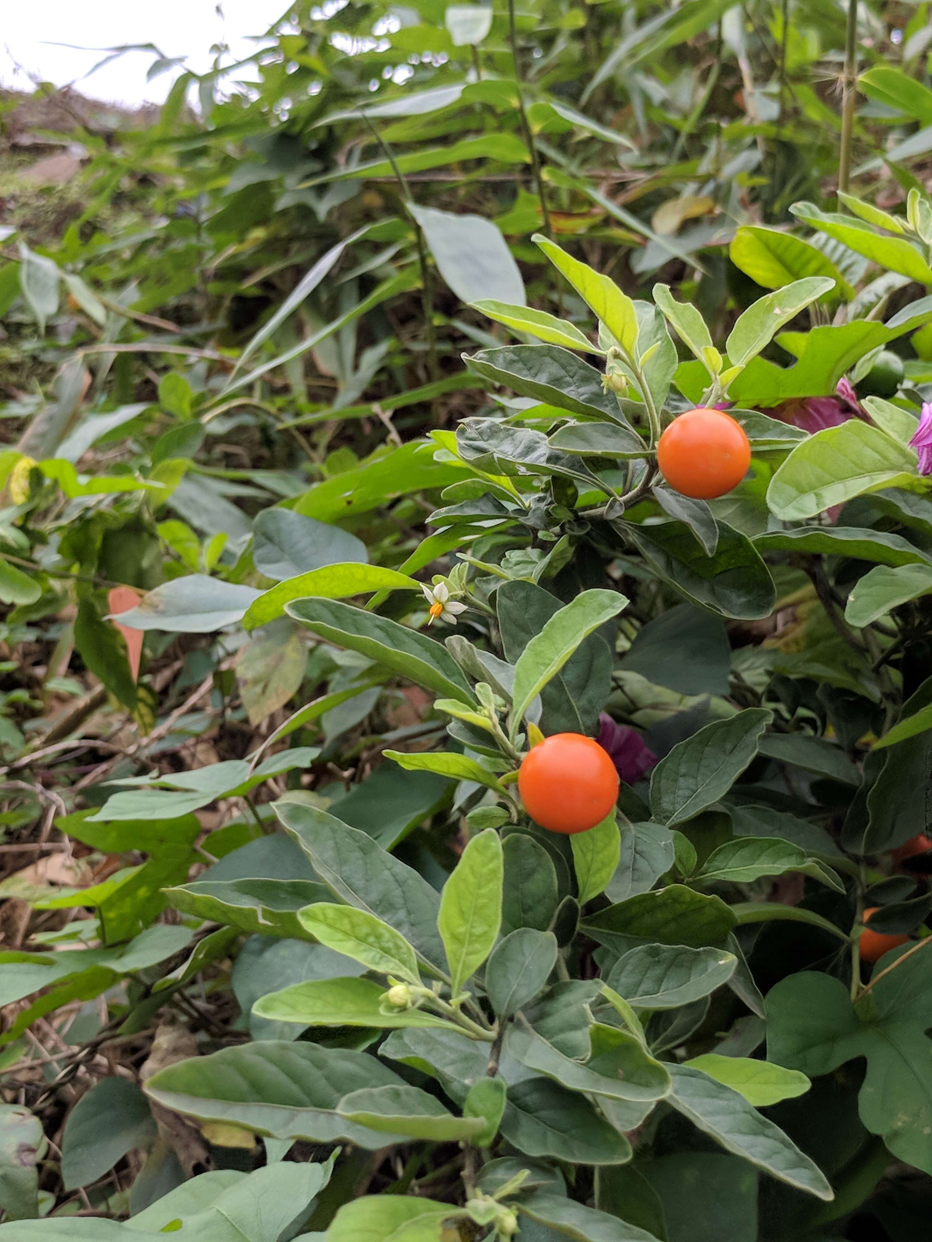 Image of Jerusalem Cherry