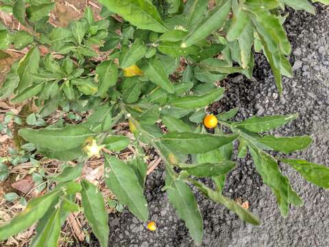 Image of Jerusalem Cherry