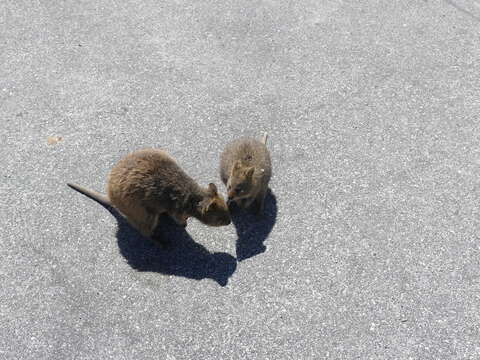 Image of Quokkas