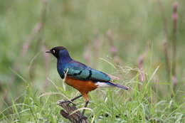 Image of Superb Starling