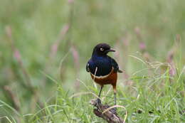 Image of Superb Starling